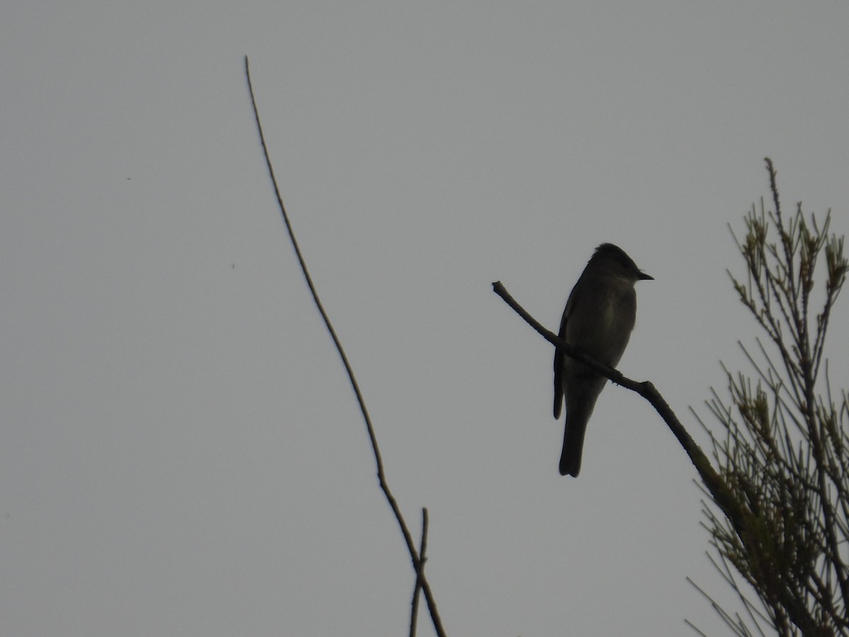 Western Wood-Pewee - ML643730843