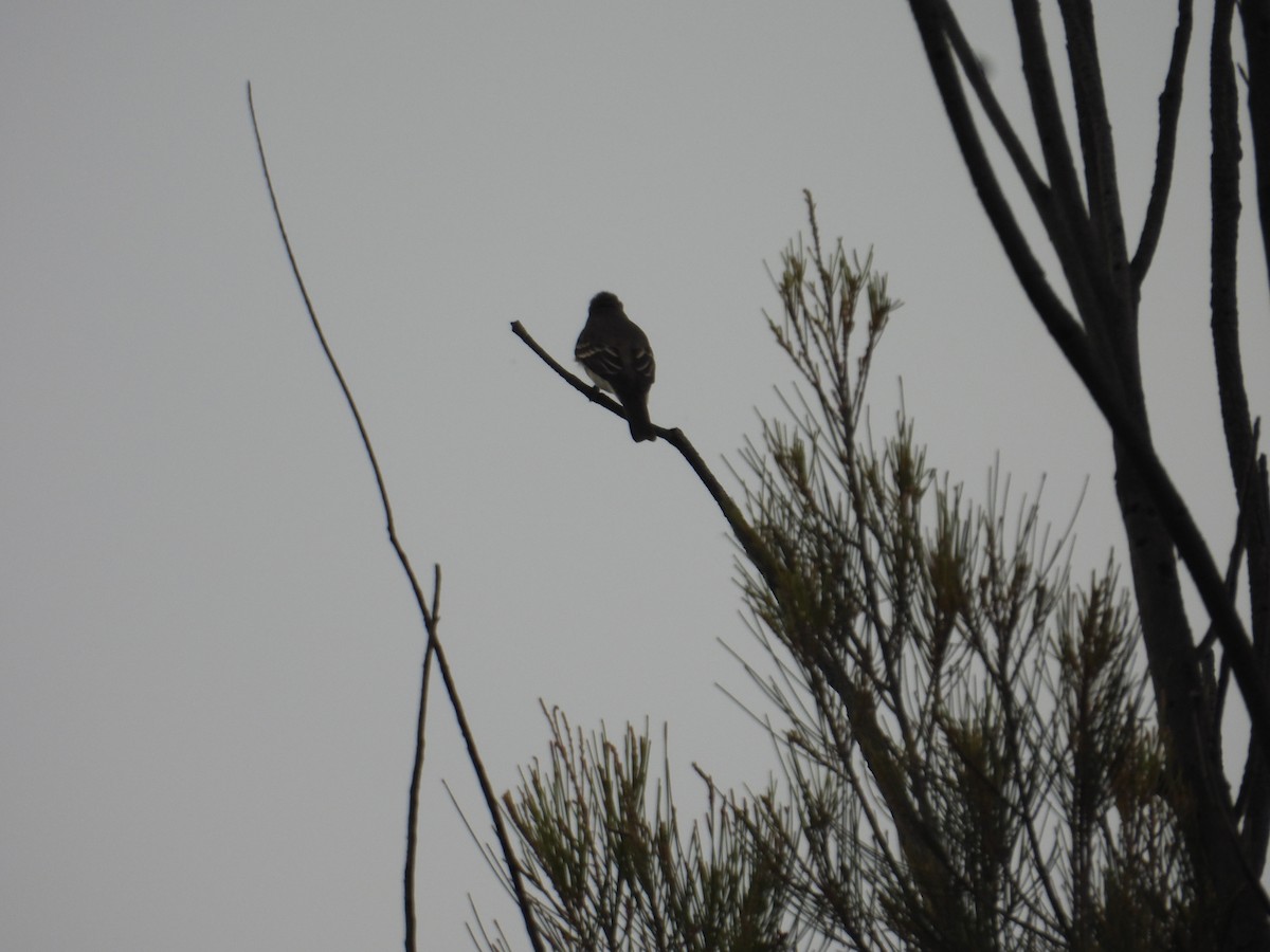 Western Wood-Pewee - ML643730844