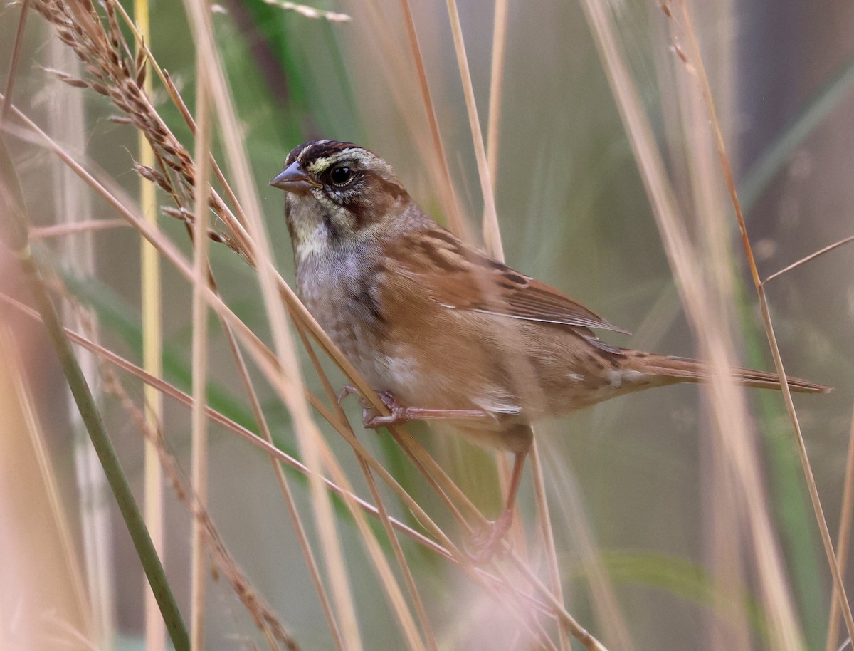 Swamp Sparrow - ML643730847