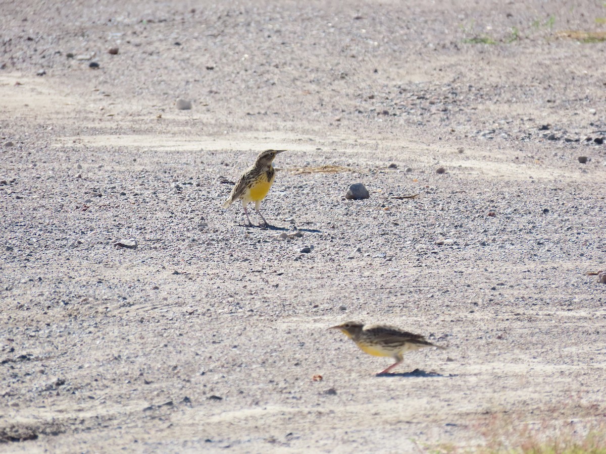 Western Meadowlark - ML643730872