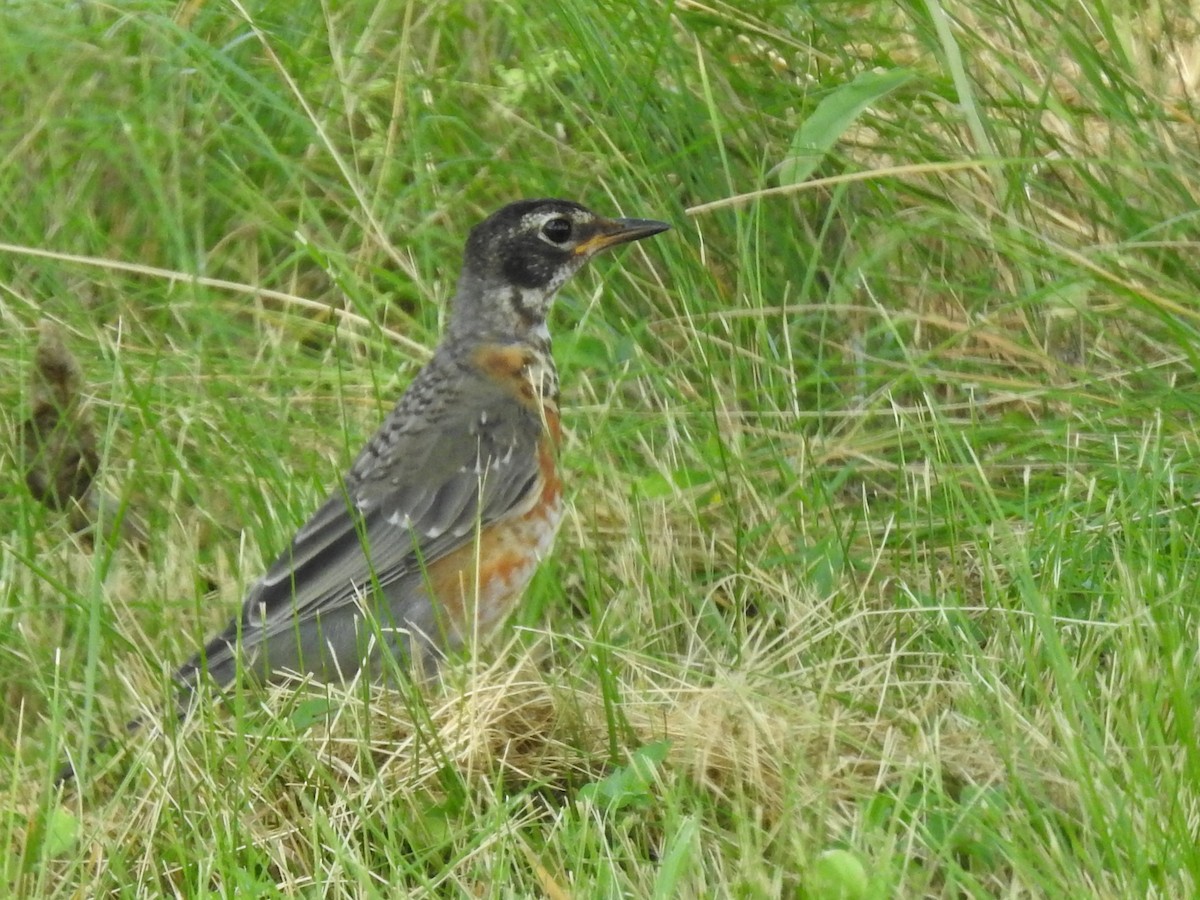 drozd stěhovavý - ML643730878