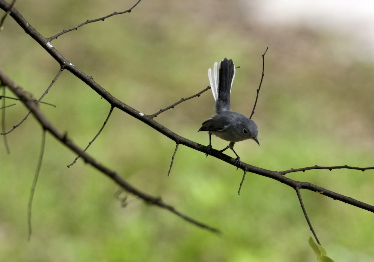 Blue-gray Gnatcatcher - ML643730884