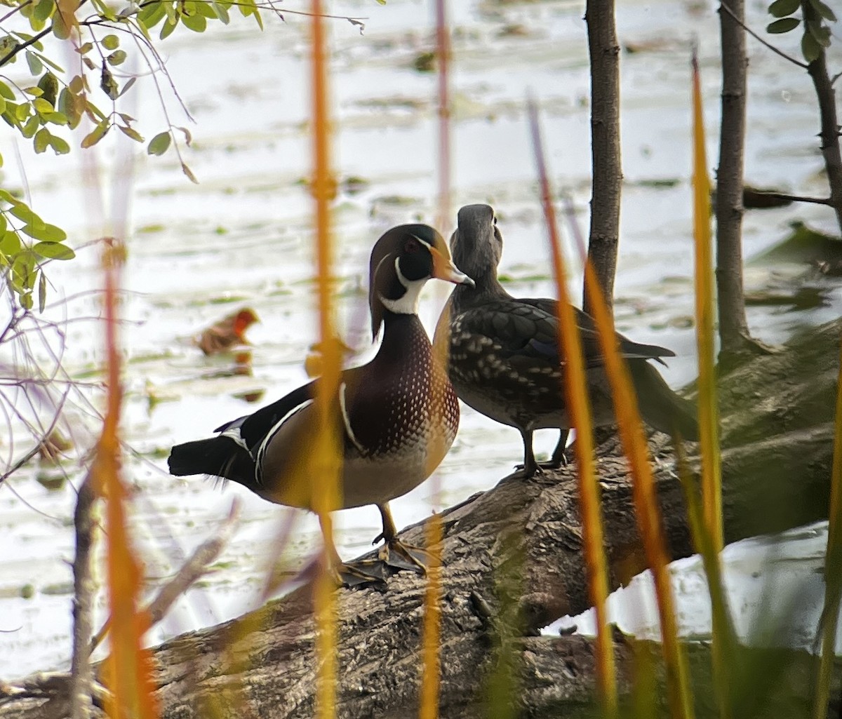 Wood Duck - ML643730890