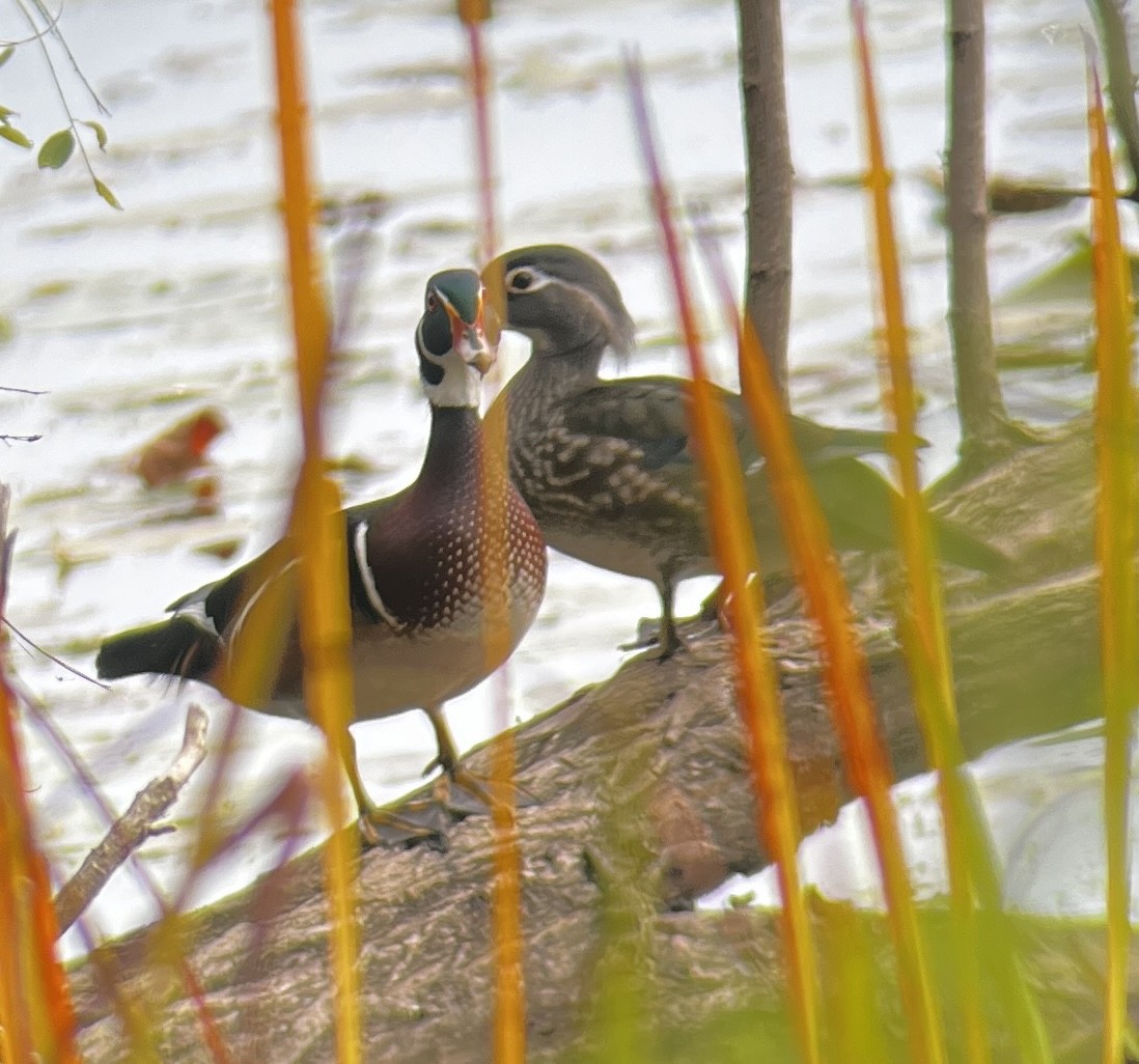 Wood Duck - ML643730891