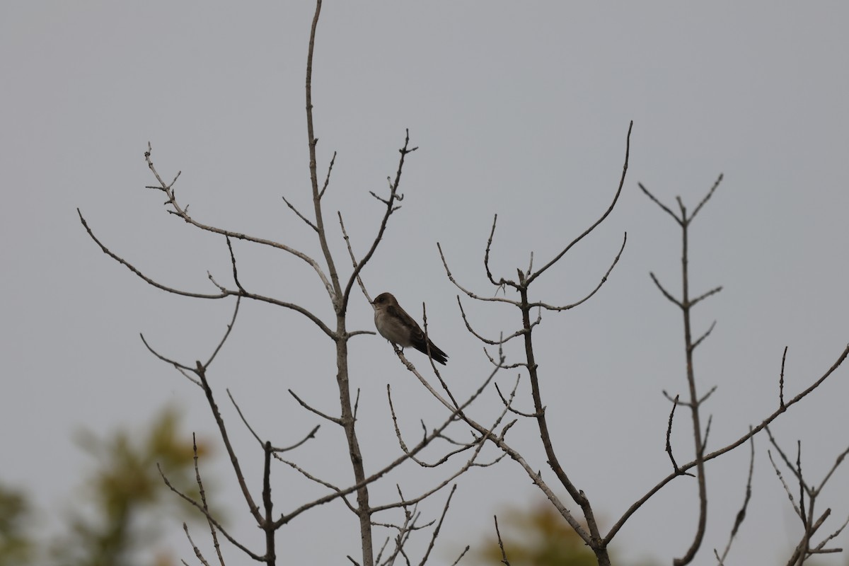 Northern Rough-winged Swallow - ML643730919