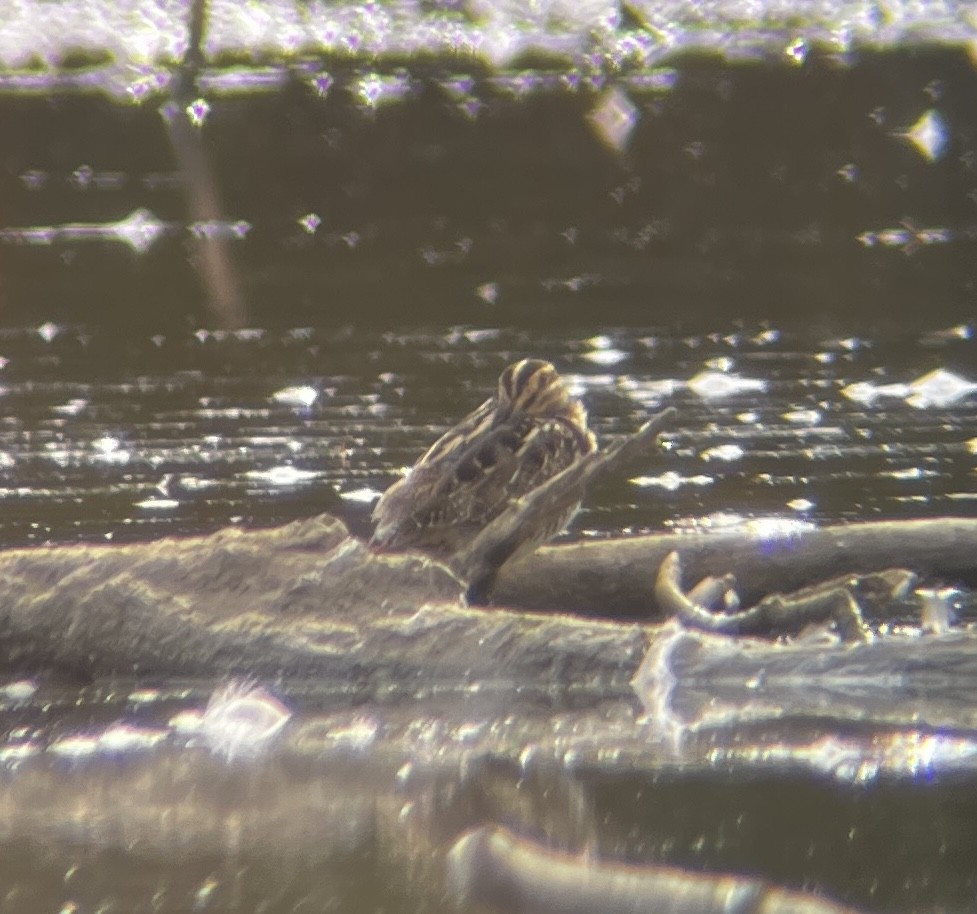 Wilson's Snipe - ML643730936