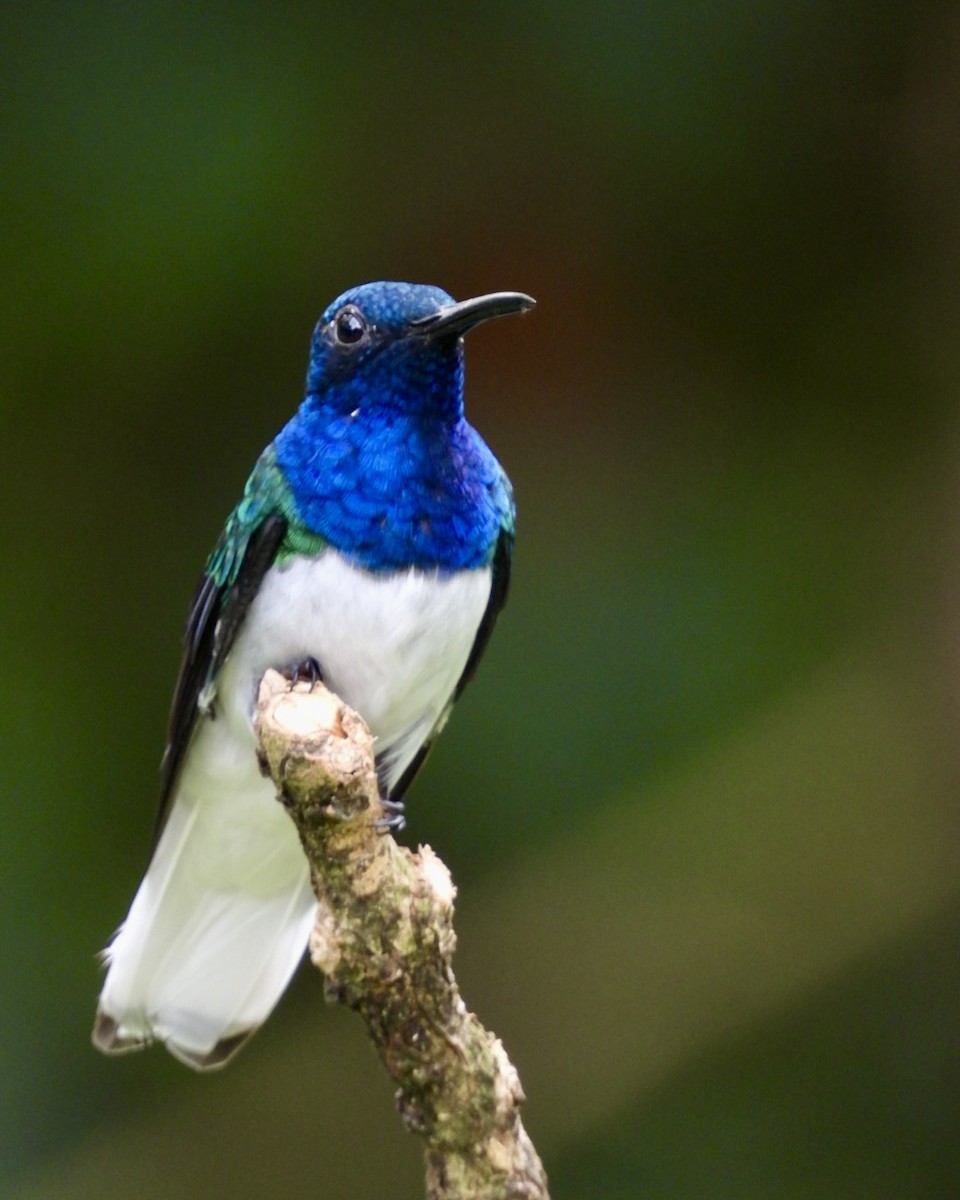 White-necked Jacobin - ML643730941