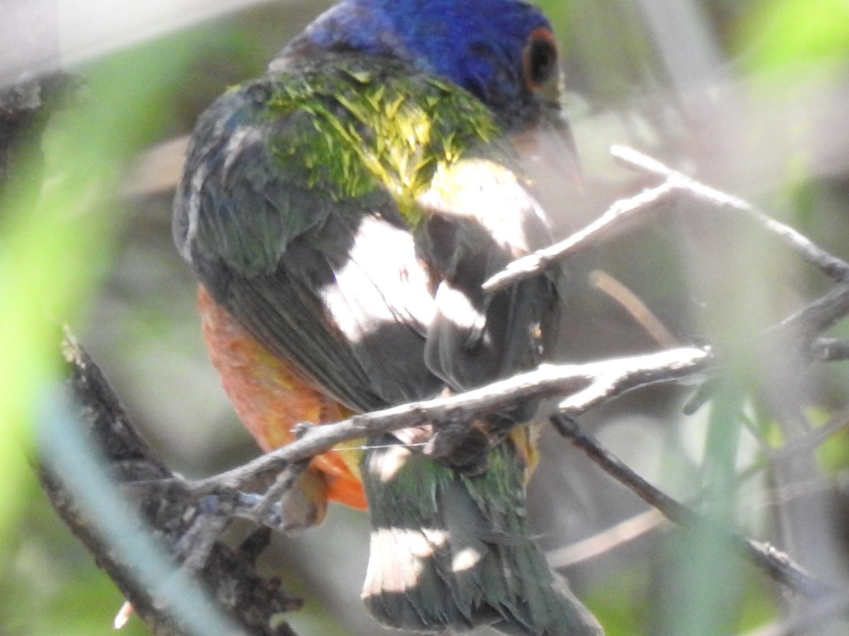 papežík zelenohřbetý - ML643730945