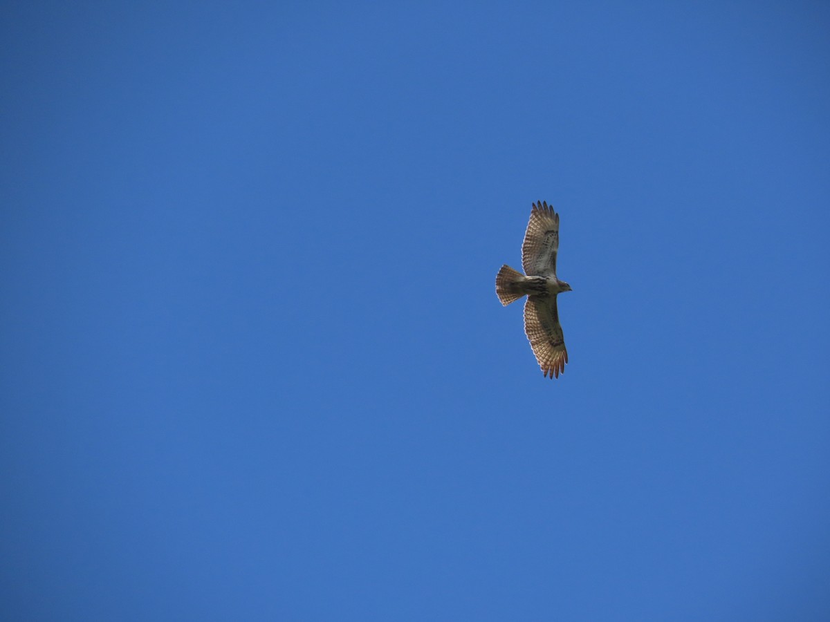 Red-tailed Hawk - ML643730966