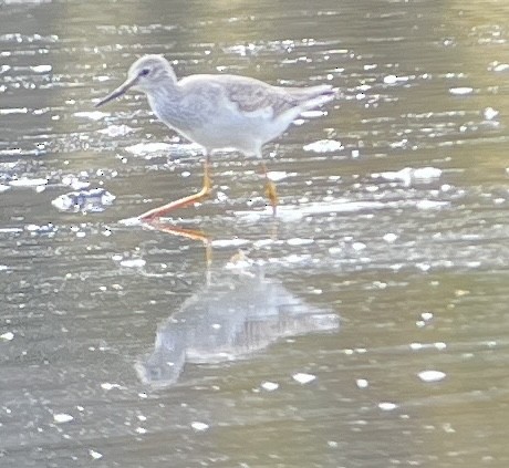 Lesser Yellowlegs - ML643730975