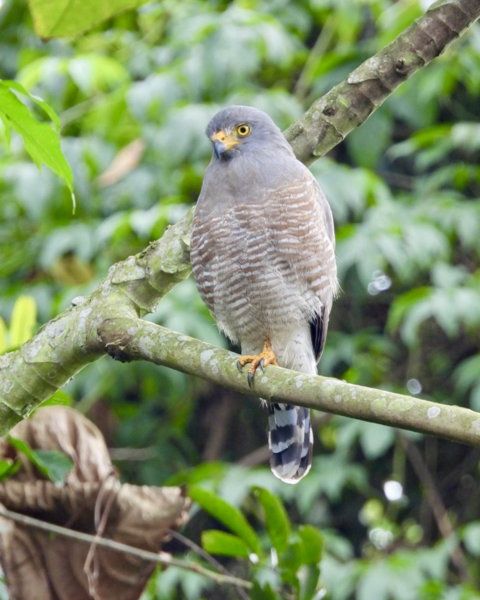 Roadside Hawk - ML643730981
