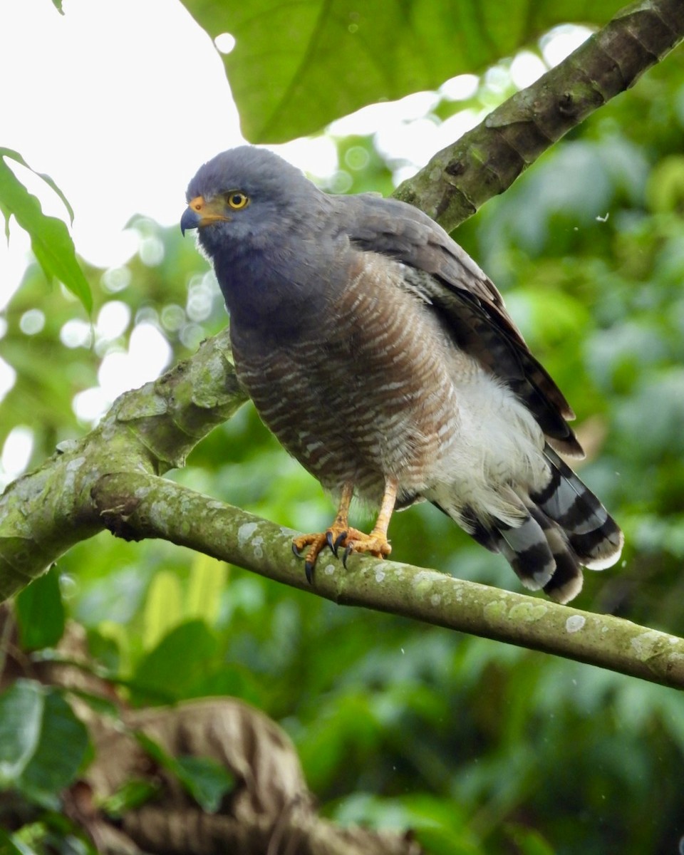 Roadside Hawk - ML643730982