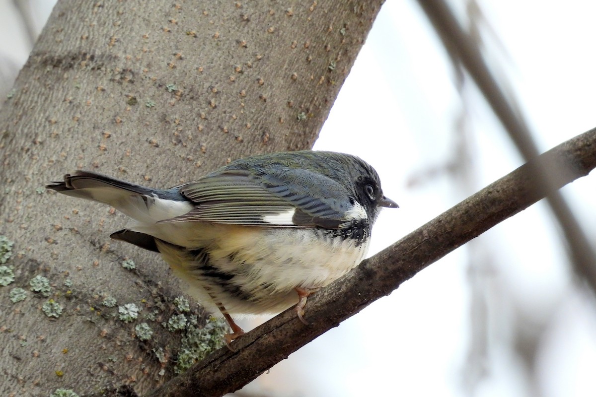 Black-throated Blue Warbler - ML643730988