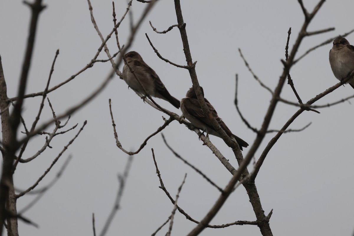 Northern Rough-winged Swallow - ML643730996