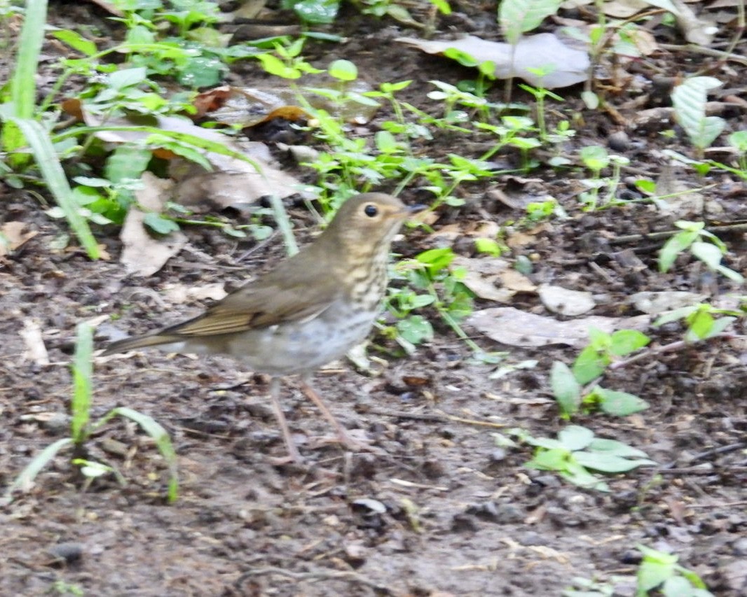 Swainson's Thrush - ML643731009