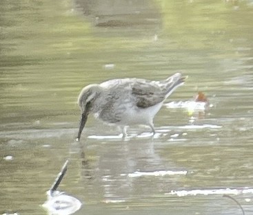 White-rumped Sandpiper - ML643731013