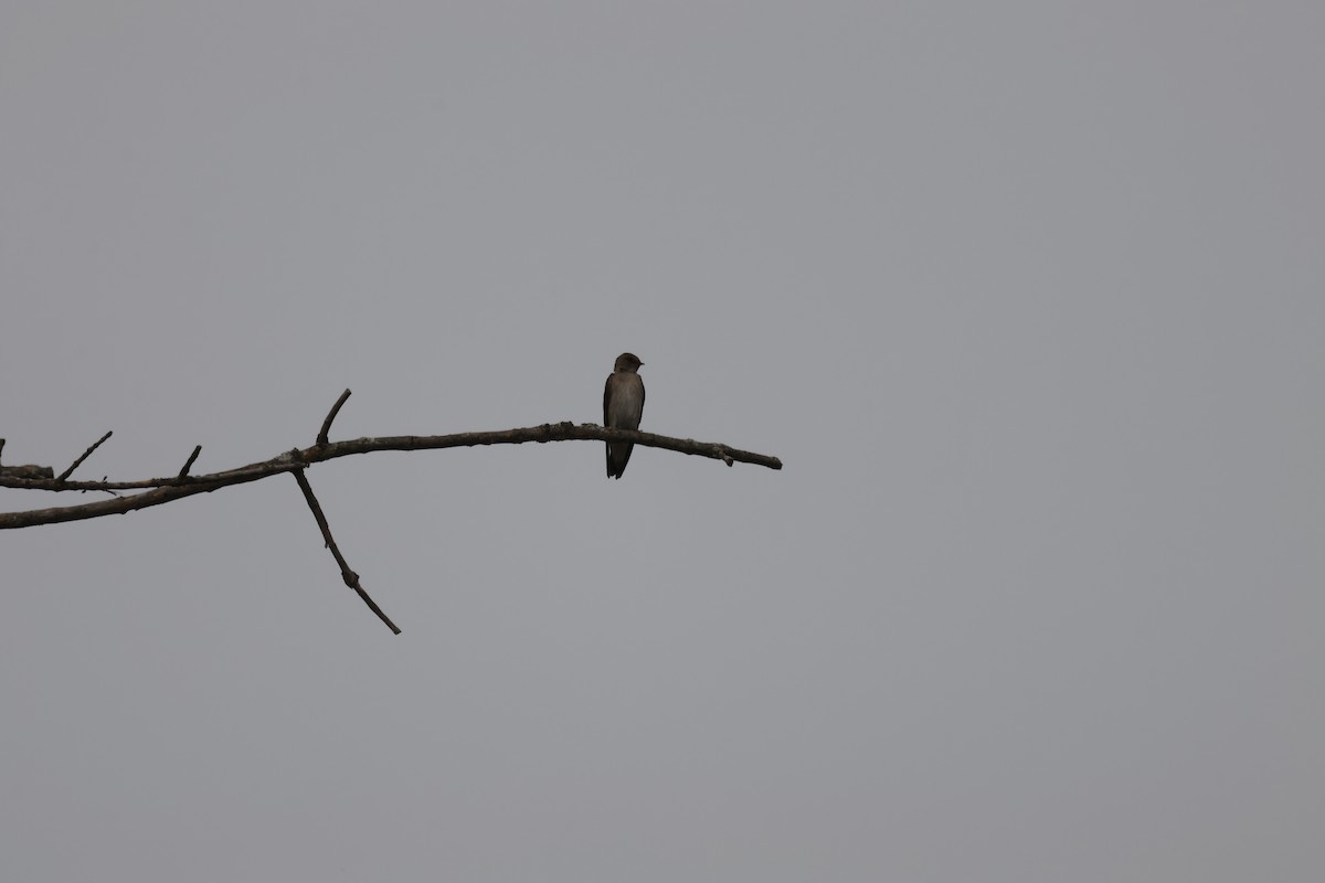 Northern Rough-winged Swallow - ML643731016