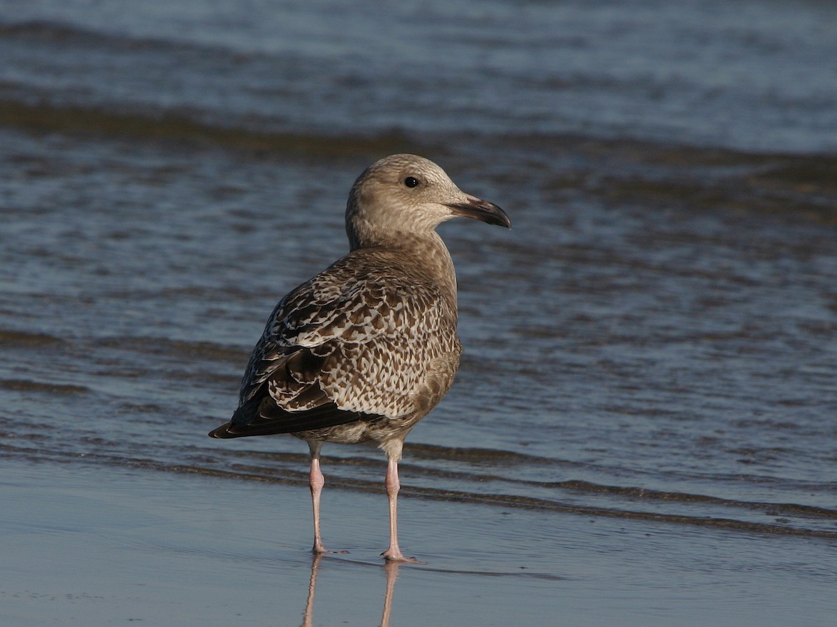 American Herring Gull - ML643731019