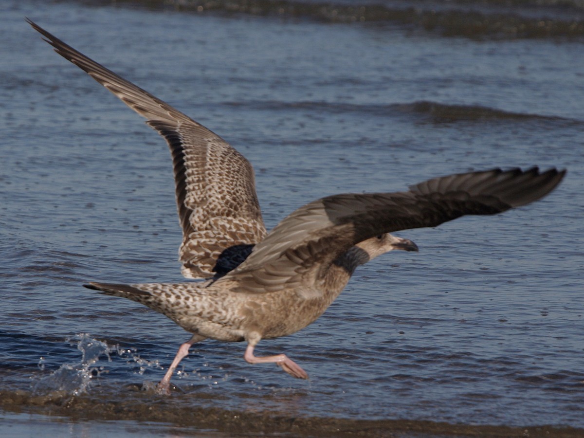 American Herring Gull - ML643731024