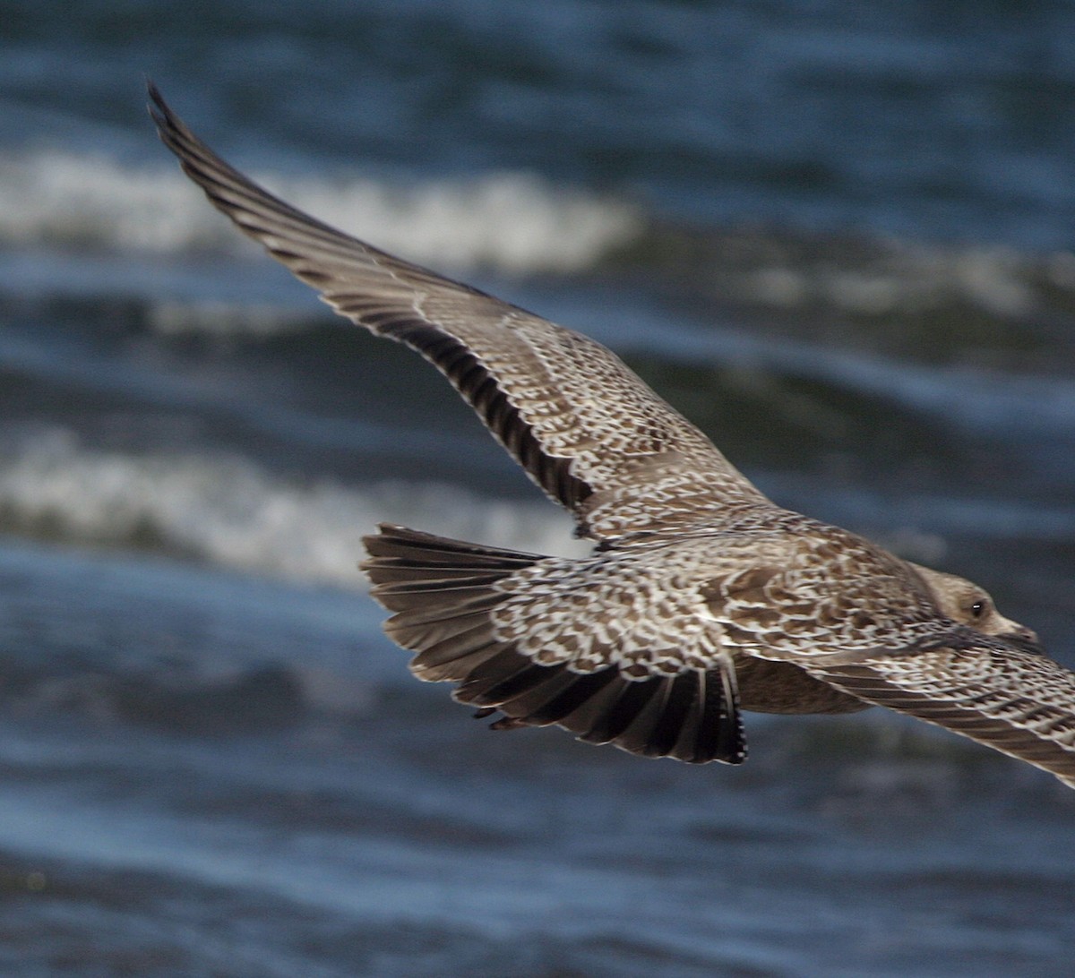 American Herring Gull - ML643731026