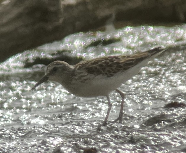 Least Sandpiper - ML643731031