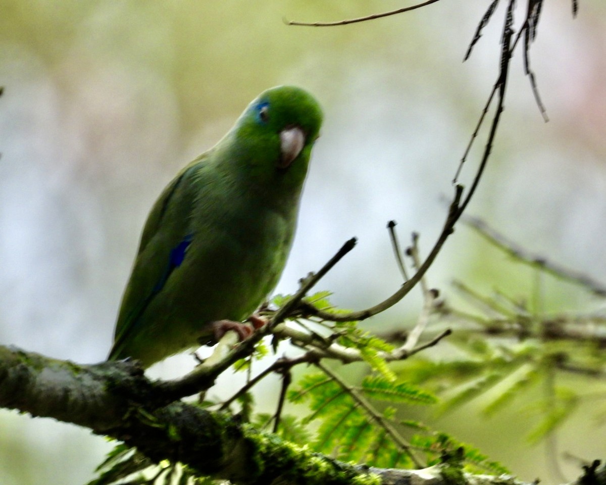 Spectacled Parrotlet - ML643731046