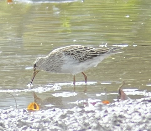 Pectoral Sandpiper - ML643731049