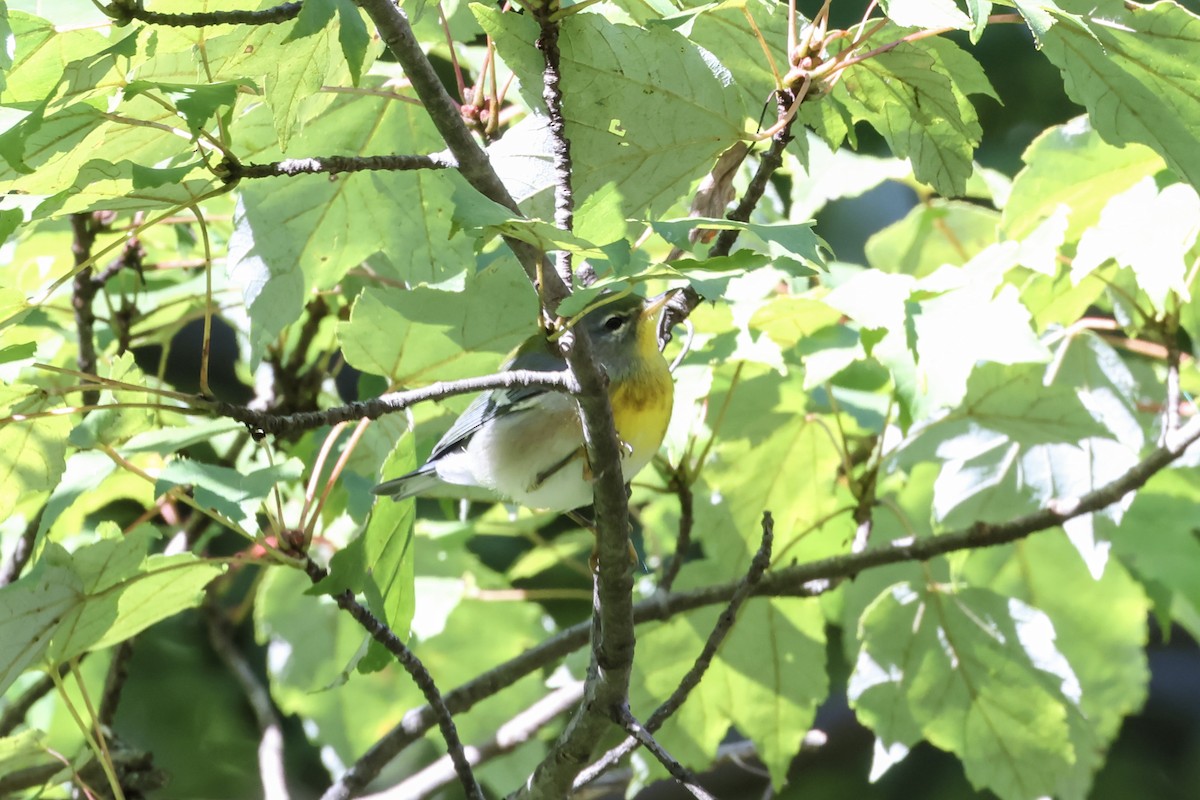Parula Norteña - ML643731066