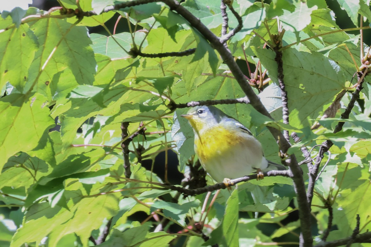 Parula Norteña - ML643731067