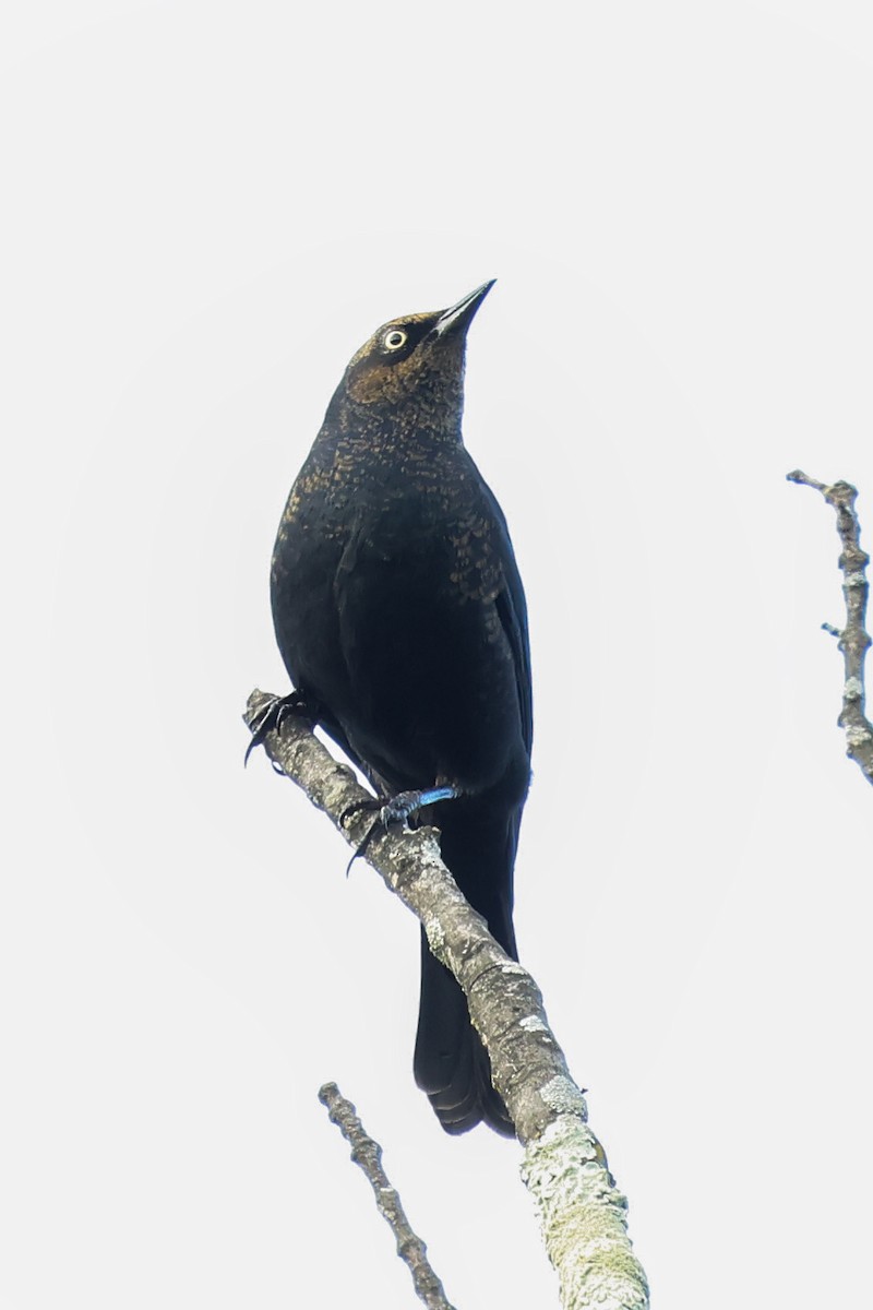 Rusty Blackbird - ML643731077