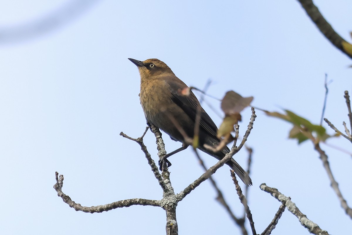 Rusty Blackbird - ML643731079