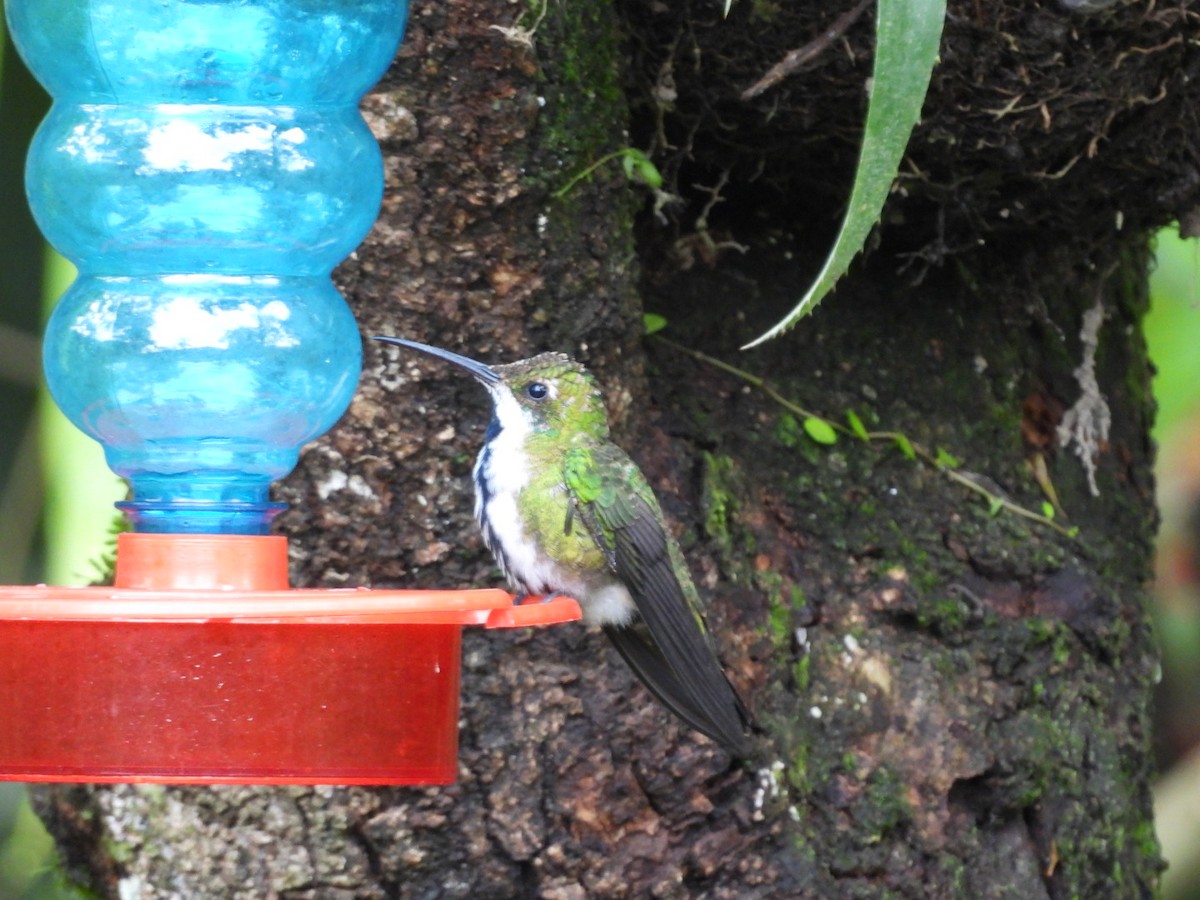 Black-throated Mango - ML643731106