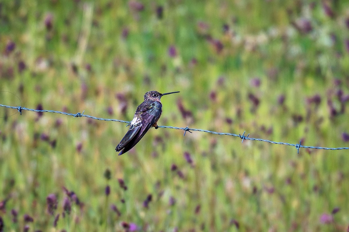 kjempekolibri - ML643731108
