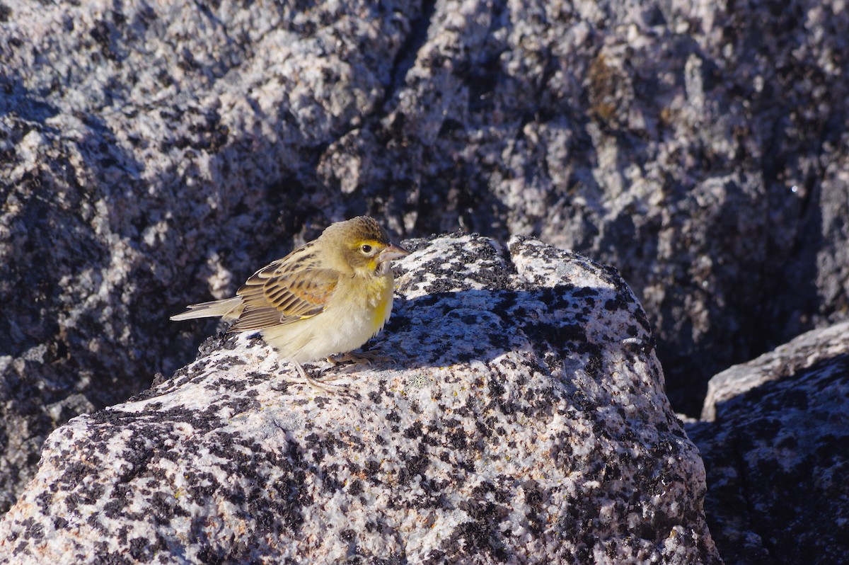 Dickcissel - ML643731109
