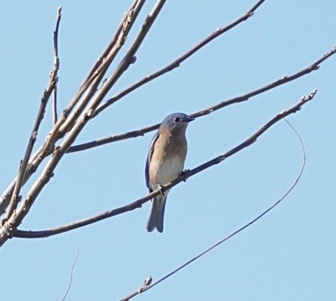 Eastern Bluebird - ML643731115