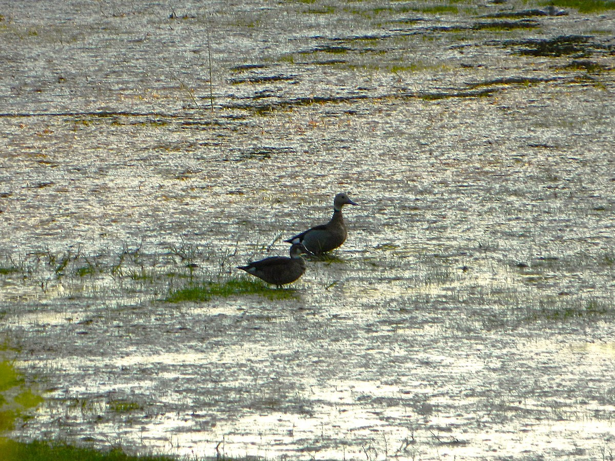 Ringed Teal - ML643731116