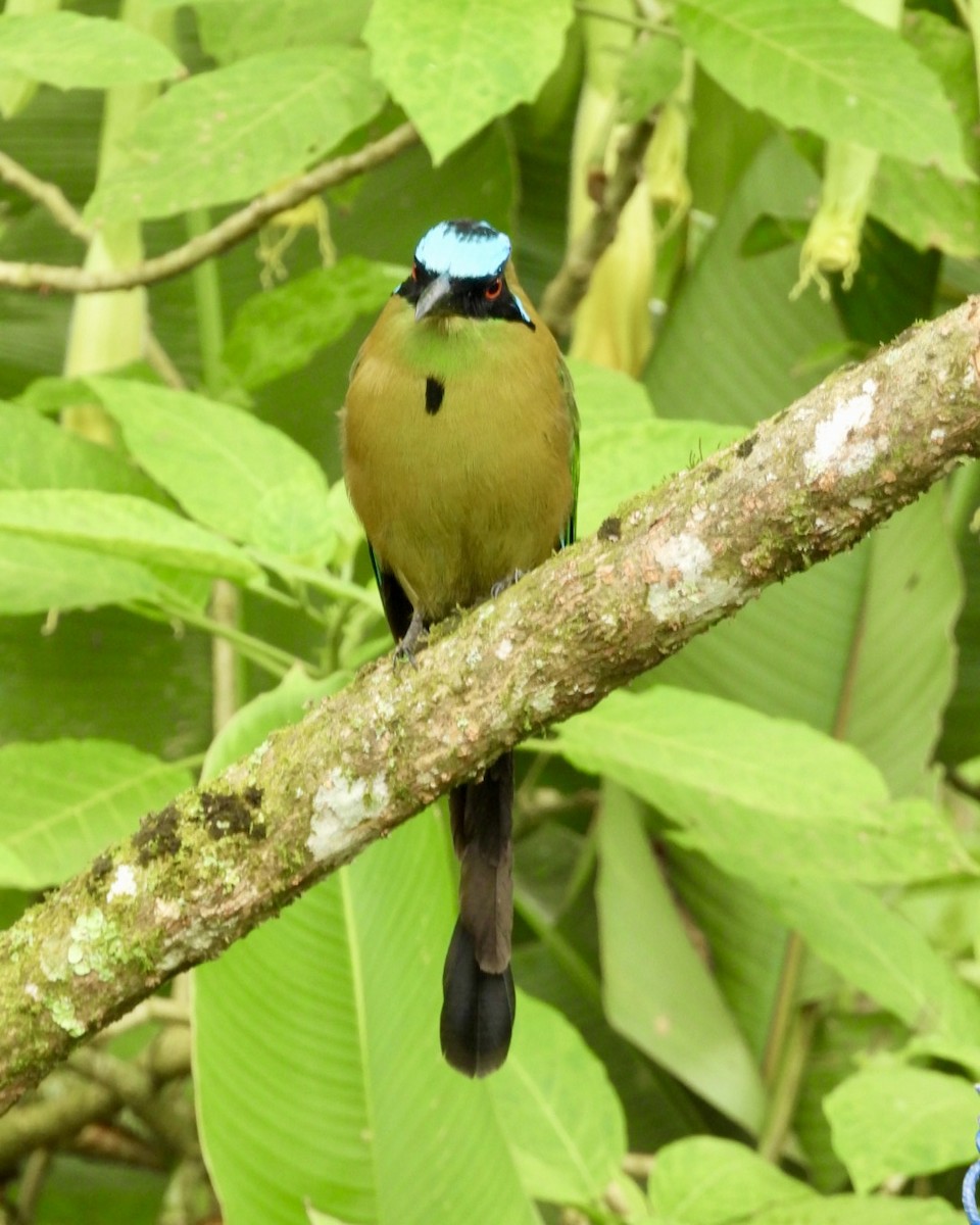 Andean Motmot - ML643731117