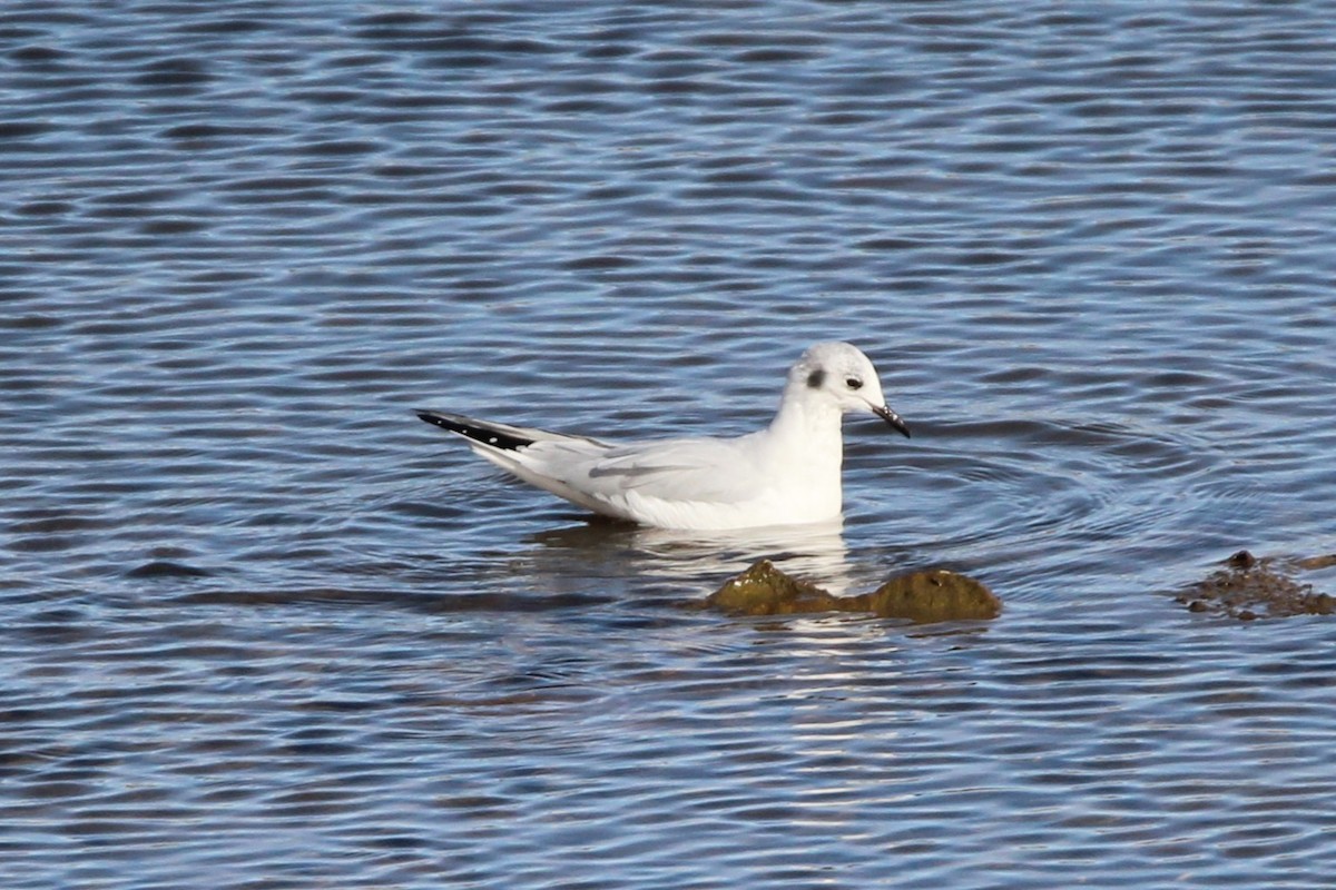 racek Bonapartův - ML643731135