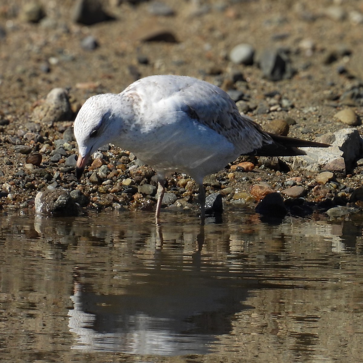 Ring-billed Gull - ML643731153