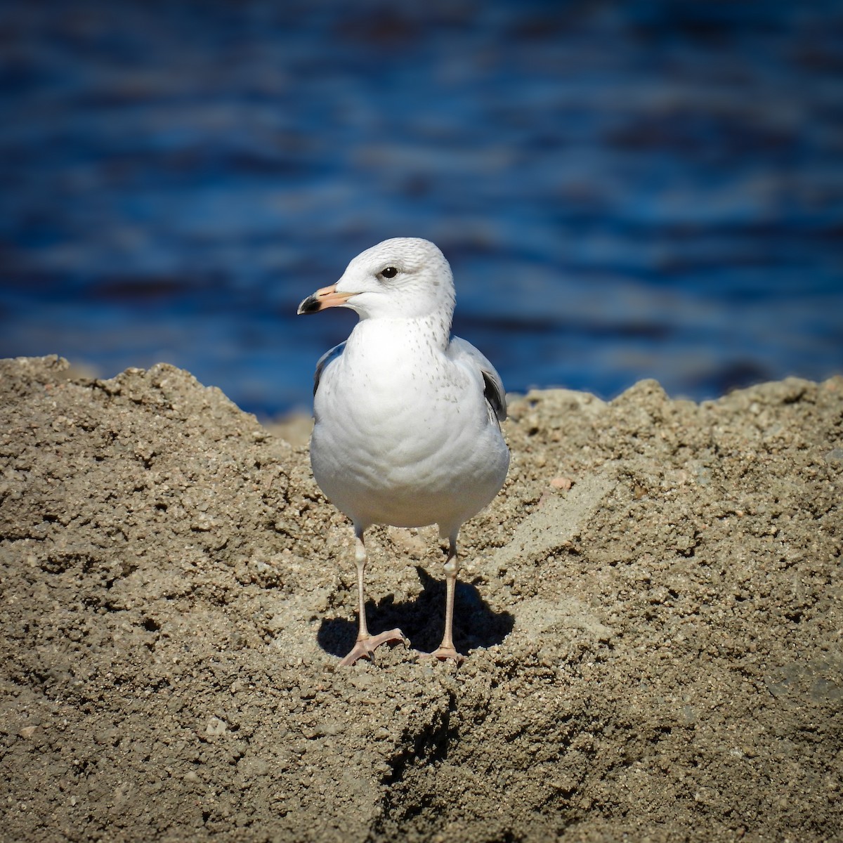 Ring-billed Gull - ML643731154