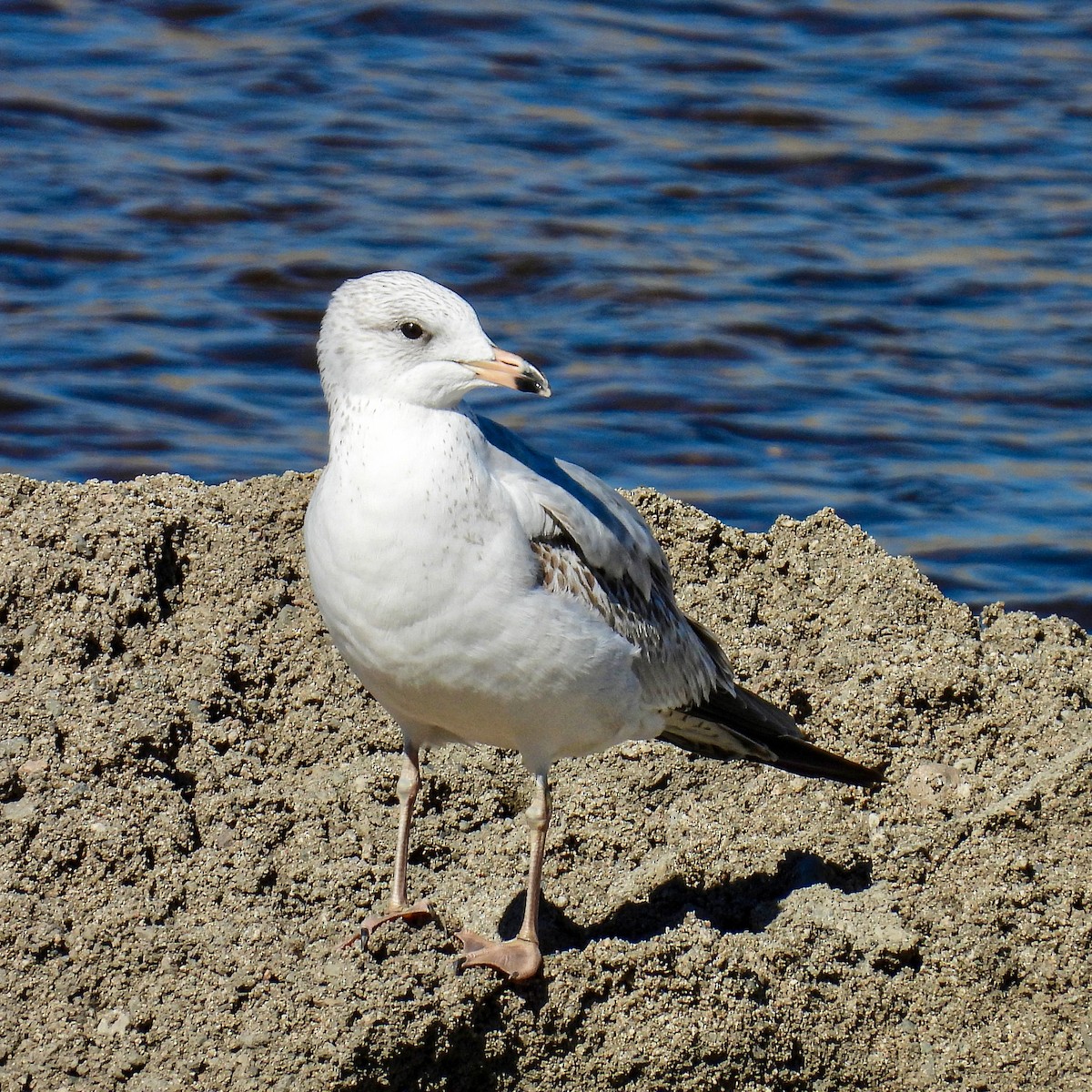 Ring-billed Gull - ML643731155