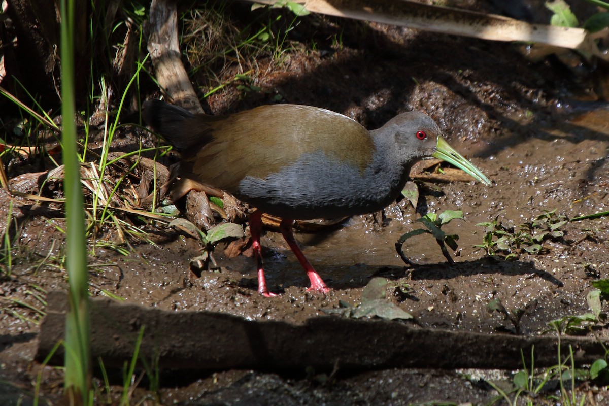 Blackish Rail - ML643731156
