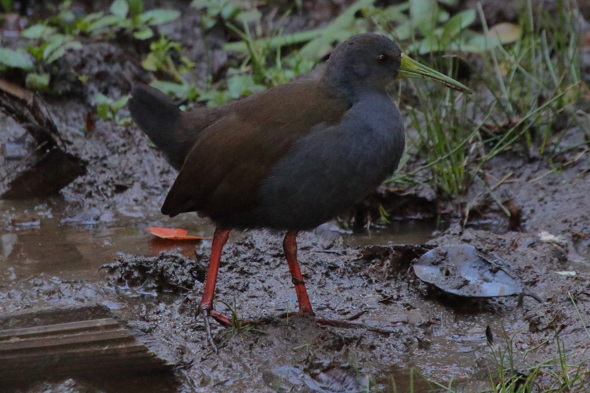 Blackish Rail - ML643731157