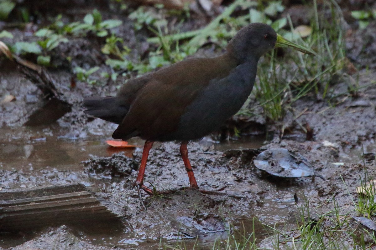 Blackish Rail - ML643731158