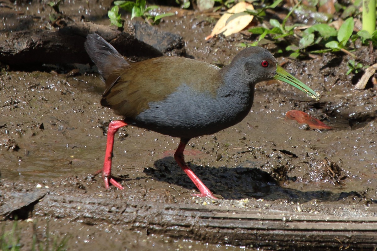 Blackish Rail - ML643731159