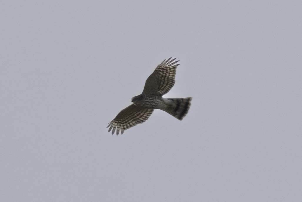 Sharp-shinned Hawk - ML643731160