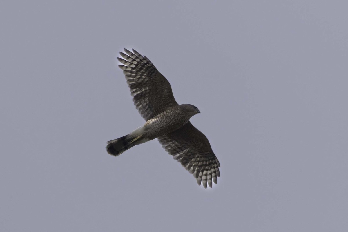 Sharp-shinned Hawk - ML643731161