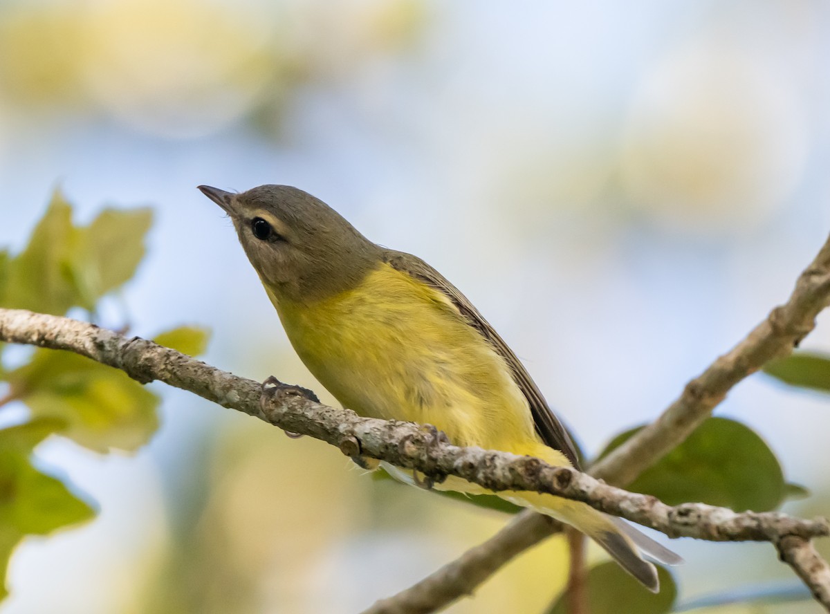 Philadelphia Vireo - ML643731164