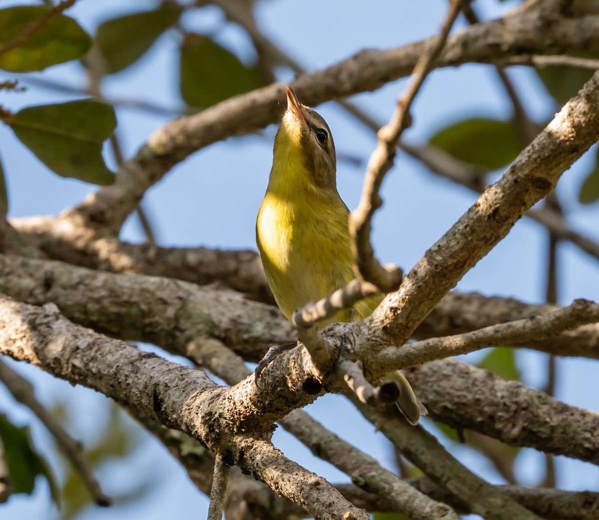 Philadelphia Vireo - ML643731165
