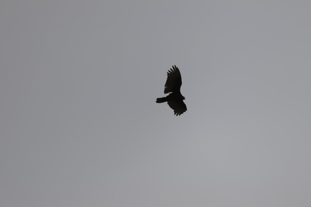 Turkey Vulture - ML643731166